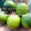 fresh calamansi / +84963818434 whatsapp