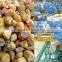 IQF Chestnuts Frozen Chestnut Kernel for sale