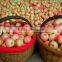 Gansu Fresh Fruit gala apple for sale