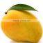 Mouth Watering and tasty Mango Pulp