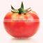 Hybrid Disease Resistant High Yield Pink Red Tomato Seeds