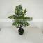 small bonsai tree wholesale