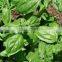 Ocimum Basilicum