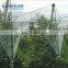 vineyard fruit tree hail protection netting white plastic anti hail net