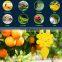 Factory Supply Discount Price 12 Pack Sticky Fruit Fly Trap Fungus Gnat Traps Killer for Indoor and Outdoor Protect The Plant