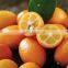BEST SELLERS KUMQUAT SLICE WITH 100% NATURAL FROM VIET NAM