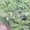 2020 New Crop IQF Frozen Kale Cut