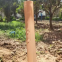 Láminas de protección para árboles de polipropileno resistentes a las inclemencias meteorológicas – Paneles de seguridad para plantas jóvenes