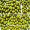 China heilongjiang green mung beans ( food grade)                        
                                                Quality Choice