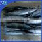 Frozen bonito tuna fish 300-500 500-700 new stock 2015