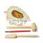 Dig and Discover kit toy of Amber Fossil dig kit