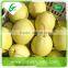 2015 new crop fresh shandong pear