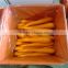 Top quality fresh carrot from Chinese factory