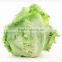 Fresh lettuce/iceberg lettuce for export