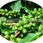 Hot-sale Green Coffee Bean Coffea arabica Extract with Total Chlorogenic Acid 60%