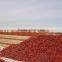 The Whole Dried Paprika Pods