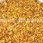 New coming silkworm in good price