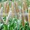 Hybrid Pearl Millet Seeds