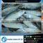 Good Quality and New Stock Frozen Whole Indian Mackerel