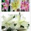 Cut Fresh Lily Flowers Different Kinds Lily Flowers With Factory Price