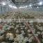 Top quality automatic poultry farm equipment for broiler