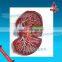 Liver model