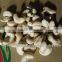 Cashew Nut