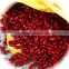 JSX Bulk factory supply red kidney bean origin food grade red beans kidney beans