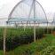 Tunnel Greenhouse film from China Manufacturer