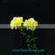 Fresh cut Yellow Fancy beautiful Carnation flowers glaring global distribution value from China