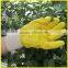 safety Cotton Interlock Yellow Nitrile Coated Safety Glove