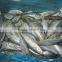 Mid size Sea Frozen Horse Mackerel