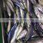 Whole Round Frozen Pacific Mackerel Prices