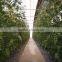 Agricultural Greenhouses for Soilless Hydroponics NFT Systems for Tropical and Desert Areas