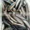 Mackerel For Bait