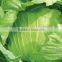 VIET NAM FRESH CABBAGES VIETGAP
