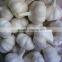 Fresh China garlic