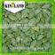 shine skin pumpkin kernel (best price) ,Gold supplier (Kingland)