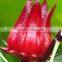 Good Flavour Hibiscus Flower Hibiscus sabdariffa Extract 5:1,10:1,20:1and spray-dried powders