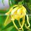 Ylang Ylang oil