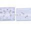 Wall Mounted Indoor 2 Core Port FTTH SC Fiber Optic Socket Terminal Box 86x86mm