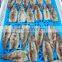 Hot sale frozen squid tube skin on wing on