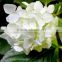 Cheap latest super quality white hydrangea bundle