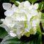 Good quality stylish colorful white hydrangea cut flowers