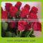 Fresh Rose High Quality 74cm single long stem red roses For sale