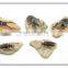 3d effect magnet texas school museum wall art insect fossil decor