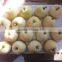 fresh pear for sales