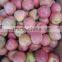 Qinguan apple/moutain qinguan apple
