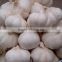 Supply Jinxiang Pure white garlic/Normal White Garlic