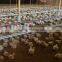 Broiler poultry farm design